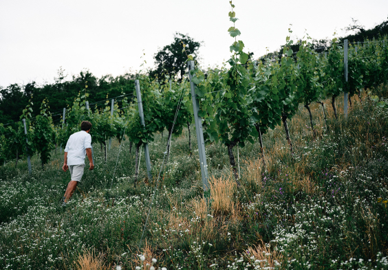 wachter wiesler Saybritz I