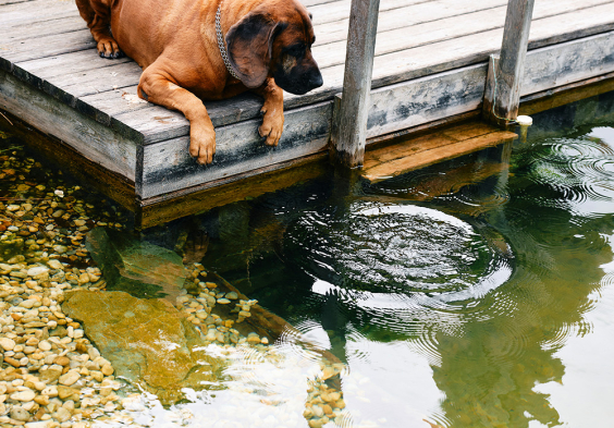 wachter wiesler Stoney