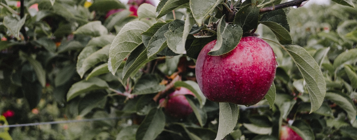 Roter Apfel an einem Zweig mit grünen Blättern im Obstgarten.