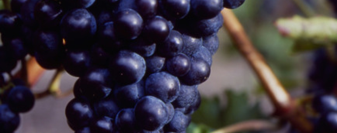 Dunkelviolette Weintrauben hängen an einem Rebstock mit grünen Blättern.