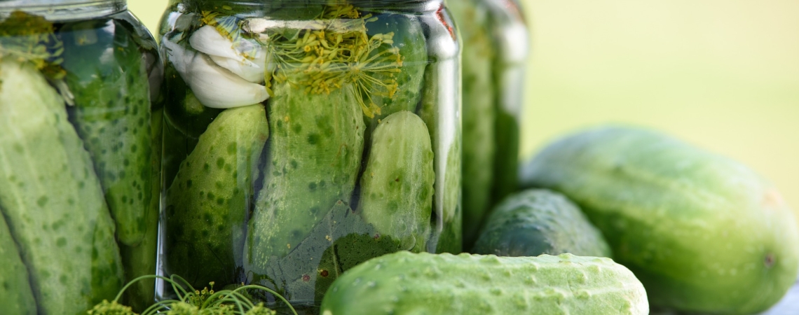 Drei Einmachgläser mit Gurken und frischen Kräutern vor grünem Hintergrund.