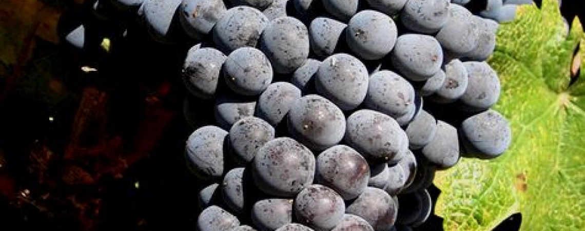 Dunkelviolette Weintrauben mit grünen Blättern, am Rebstock hängend.