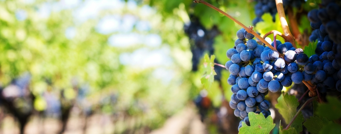 Reife Weintrauben an grünen Reben in einem sonnigen Weinberg.