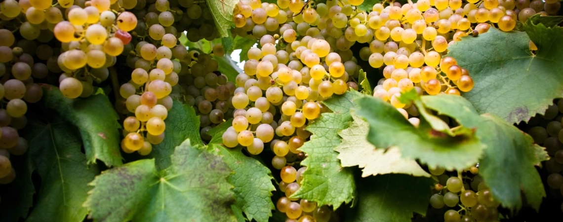 Reife, goldgelbe Trauben am Weinstock, umgeben von grünen Blättern.