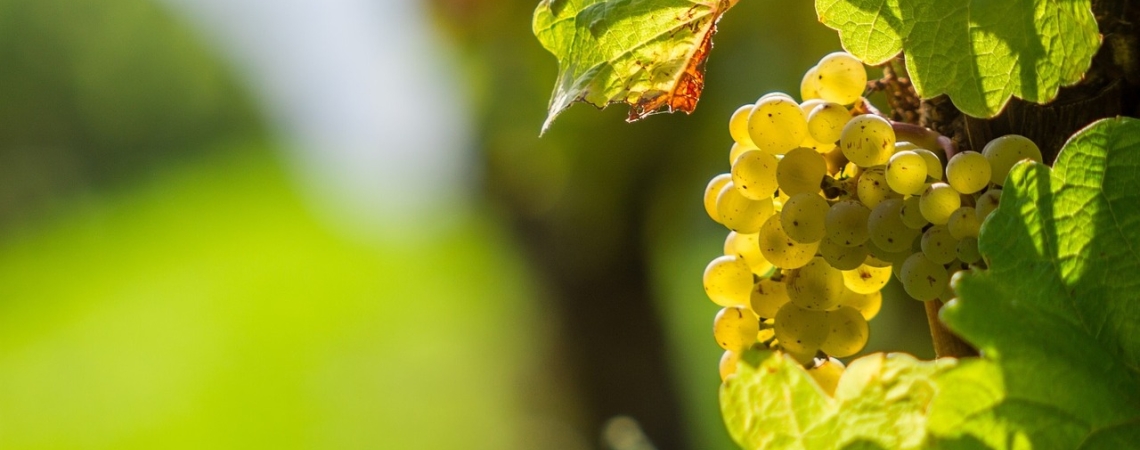 Gelbe Weintrauben im Sonnenschein, umgeben von grünen Blättern.