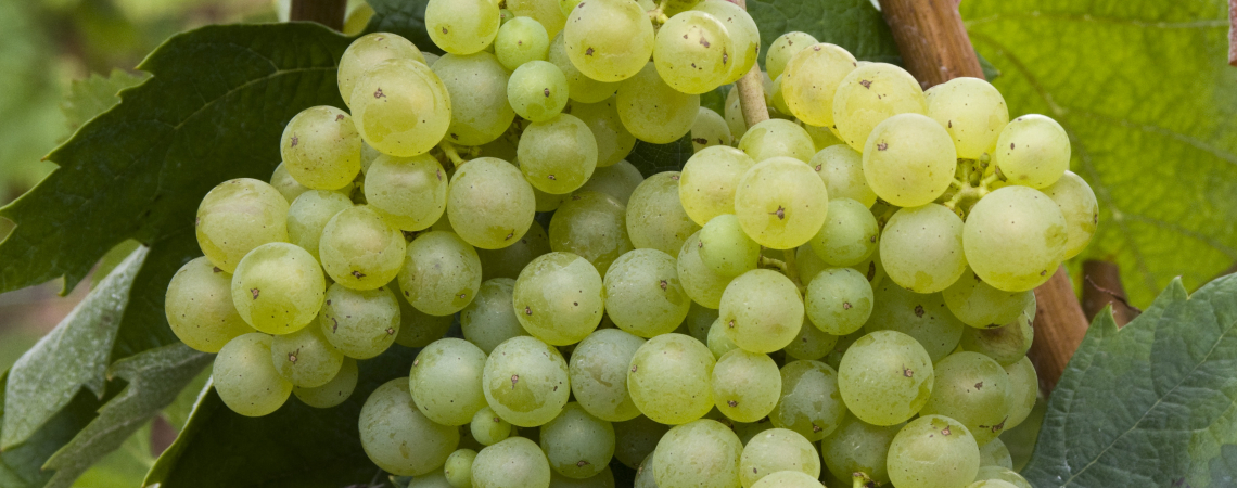 Grüne Weintrauben am Rebstock mit grünen Blättern.