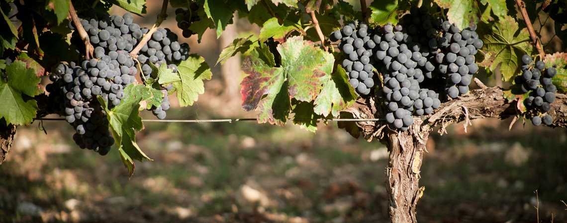 Reife, dunkelviolette Trauben an einem Weinstock mit grünen Blättern.