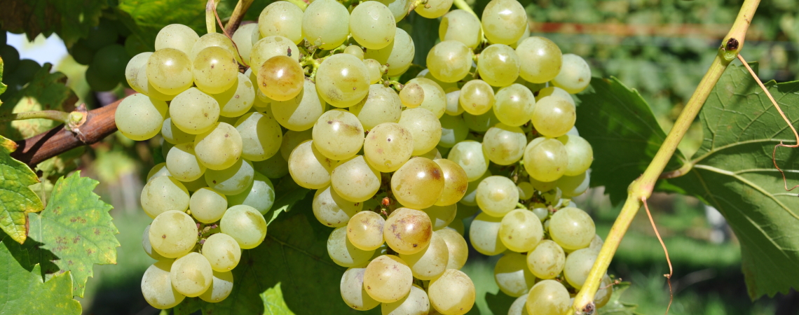 Grüne Weintrauben am Rebstock mit saftigem, frischem Aussehen.