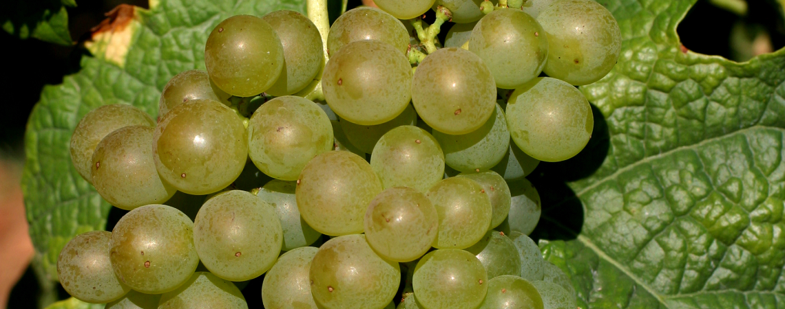 Grüne Weintrauben am Rebstock, umgeben von saftigen, grünen Blättern.