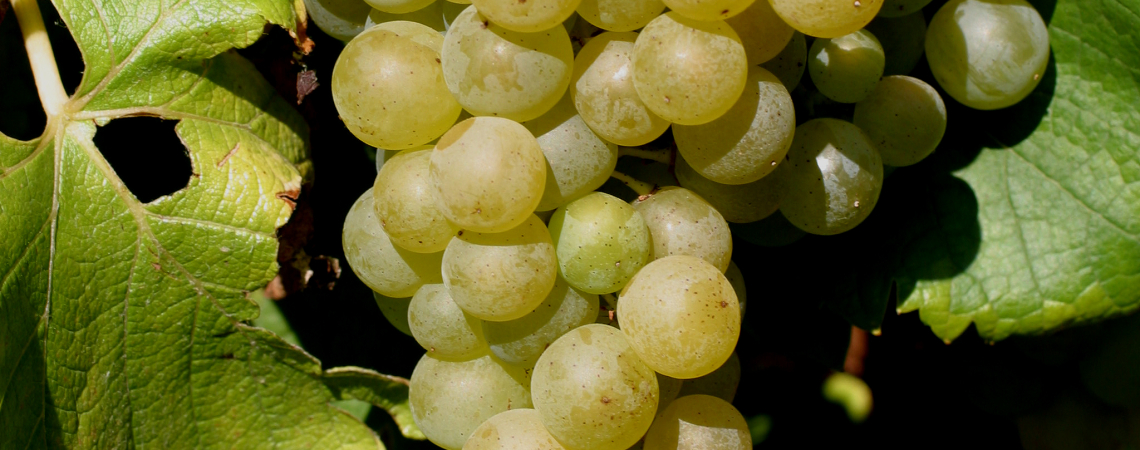 Hellgrüne Trauben am Rebstock, umgeben von satten grünen Blättern.