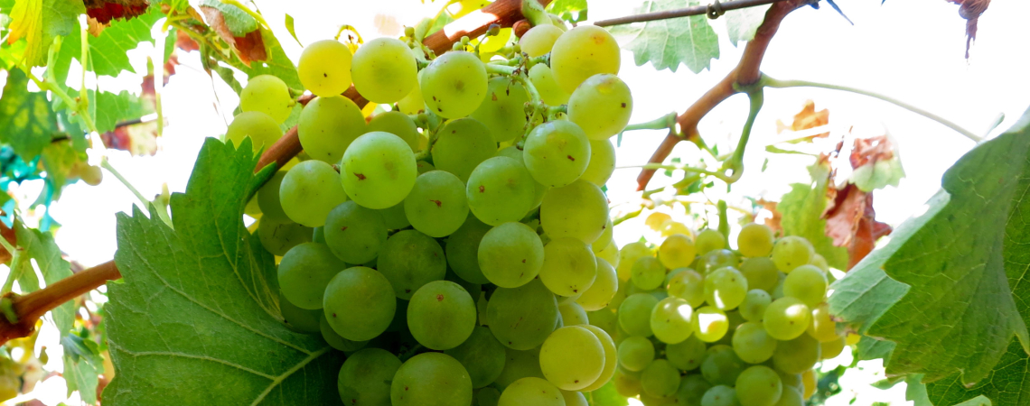 Grüne Weintrauben hängen an einem Rebstock mit großen grünen Blättern.