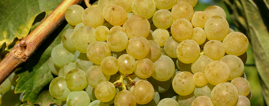 Grüne Weintrauben am Rebstock bei sonnigem Wetter, Nahaufnahme.