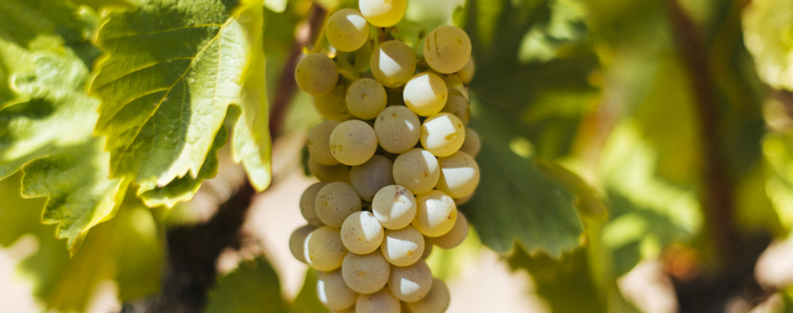 Reife, weiße Trauben hängen an einem Rebstock mit grünen Blättern.