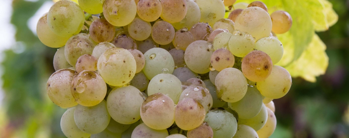 Nahaufnahme eines Traubenclusters, reif und saftig, mit grünen Blättern im Hintergrund.