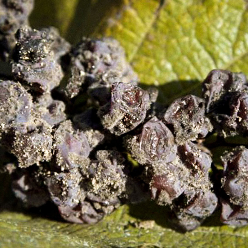 trockenbeerenauslese teaser