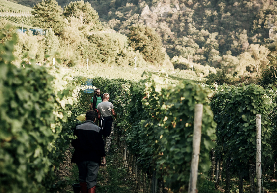 doennhoff weingut 11