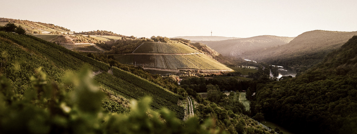 Weite Weinberge im Abendlicht entlang eines gewundenen Flusstals.
