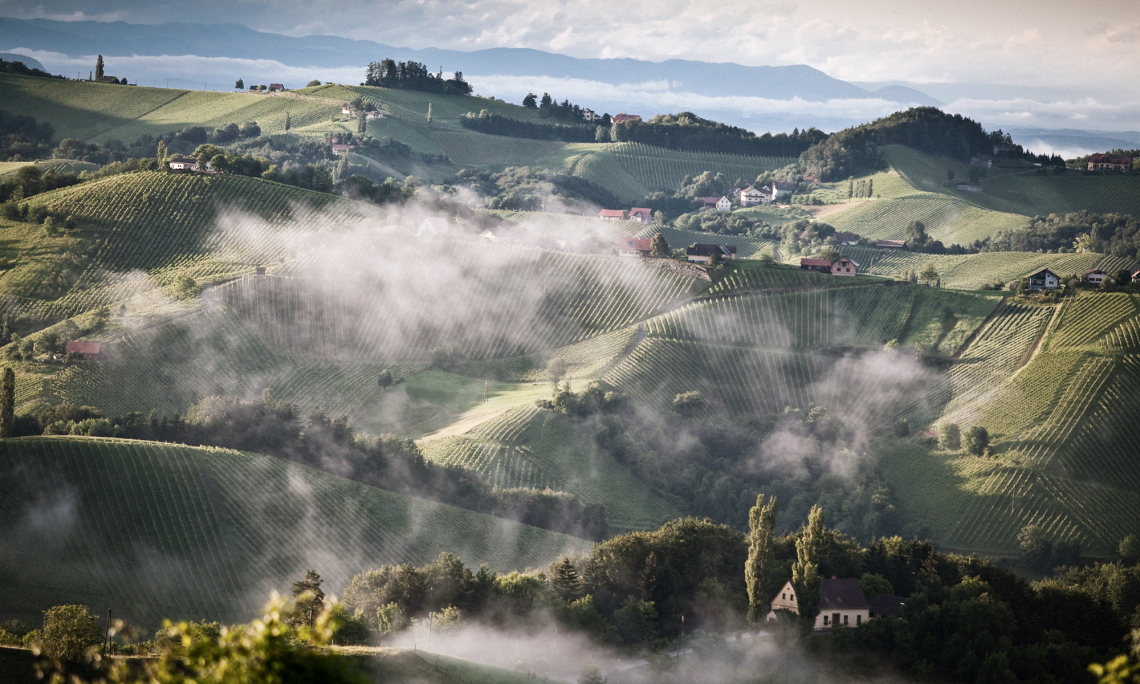 Hügelige Weinberge mit verstreuten Häusern und nebligen Wolken im Morgengrauen.