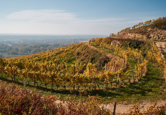 Bruendlmayer Weingarten 2
