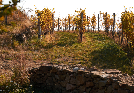 bruendlmayer Weingarten 3