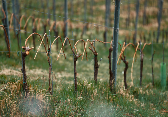 Wohlmuth 2022 Weingarten