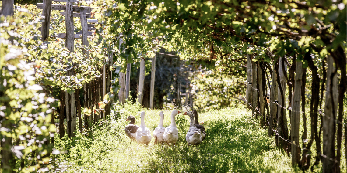 Sechs Gänse laufen durch grünen, sonnenbeschienenen Weinberg.