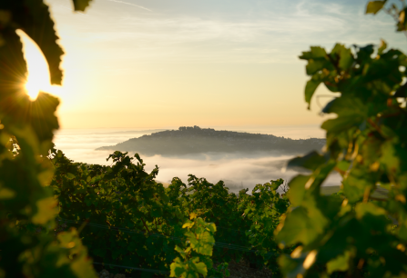 Sonnenaufgang über nebligem Tal, umrahmt von grünen Weinreben.