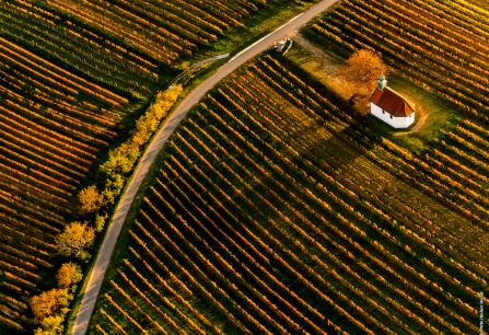 Luftaufnahme von Weinbergen und einer kleinen weißen Kapelle im Herbstlicht.