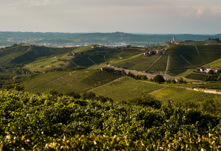Hügelige Weinlandschaft mit grünen Reben und verstreuten Häusern unter blauem Himmel.