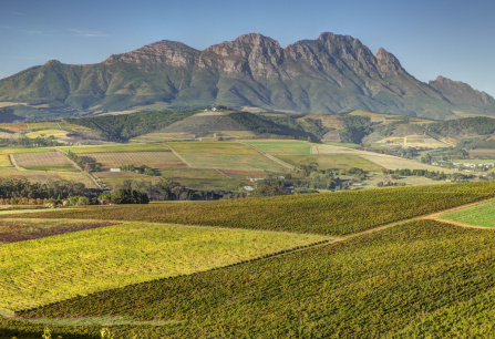 Malerische Weinberge vor majestätischer Bergkulisse unter klarem, blauem Himmel.