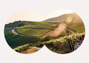 Weinberge bei Sonnenuntergang, mit sanften Hügeln und warmem Licht.