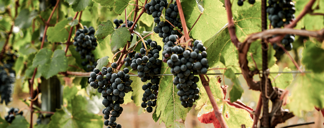 Dicht gewachsene Weintrauben an Reben mit grünen Blättern.