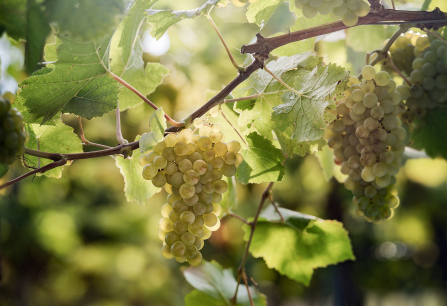 Grüne Weintrauben am Rebstock mit grünen Blättern im Sonnenlicht.