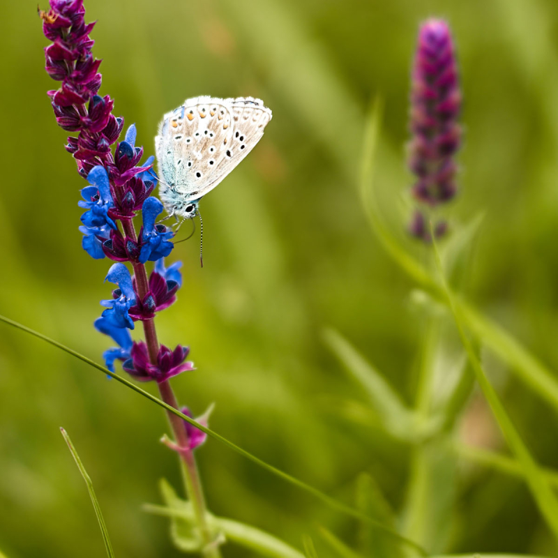 bio und natural stage mobile juni 2023