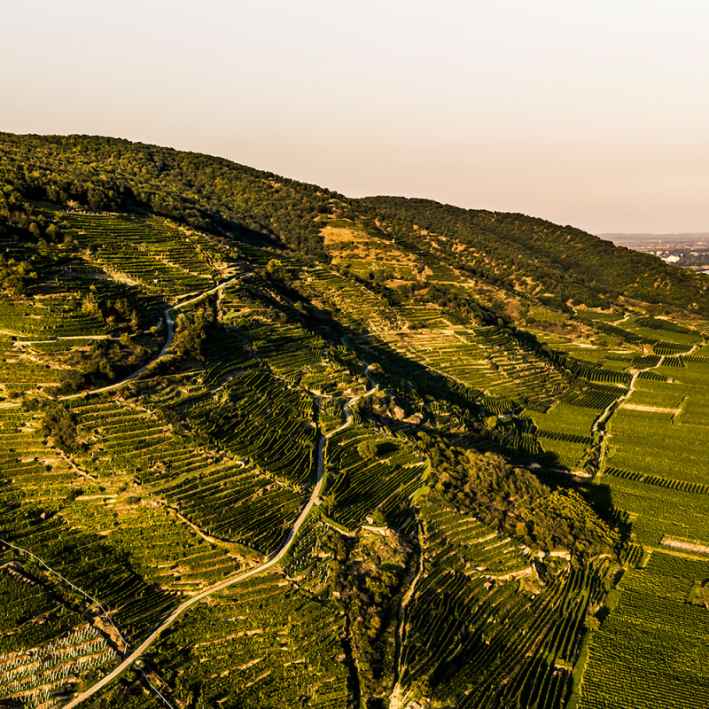 Smaragd 2022 Ried Loibenberg herbst