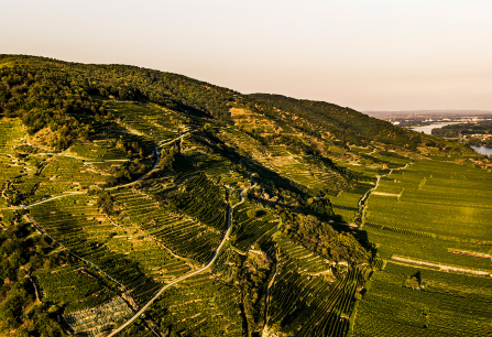 Weinberge auf sanften Hügeln neben einem Fluss im warmen Abendlicht.