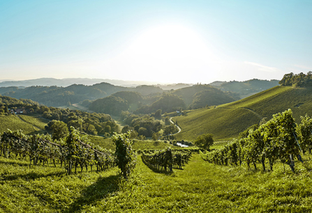 Sonnige Landschaft mit grünen Weinbergen und sanften Hügeln unter klarem Himmel.