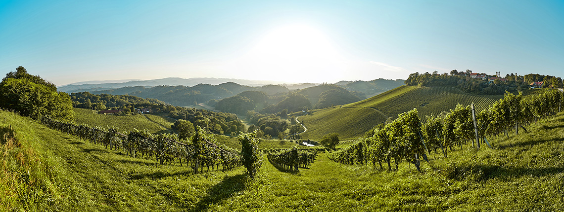 Sonnige Landschaft mit grünen Weinbergen und sanften Hügeln unter klarem Himmel.