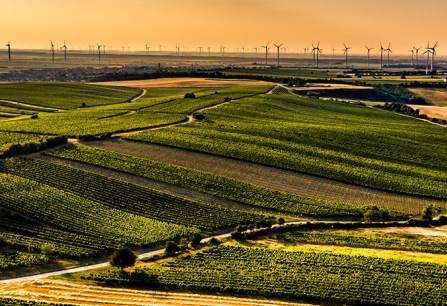 Weitläufige Weinberge bei Sonnenuntergang, im Hintergrund zahlreiche Windkraftanlagen.