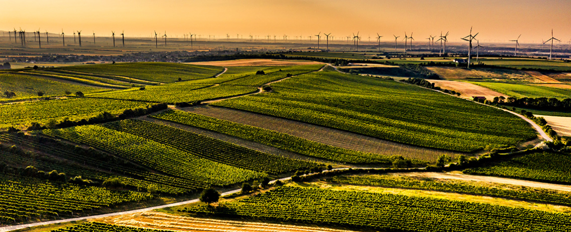 Weitläufige Weinberge bei Sonnenuntergang, im Hintergrund zahlreiche Windkraftanlagen.