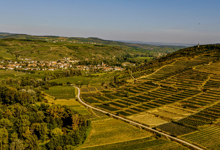 Weinberge und Felder in hügeliger Landschaft unter klarem Himmel.