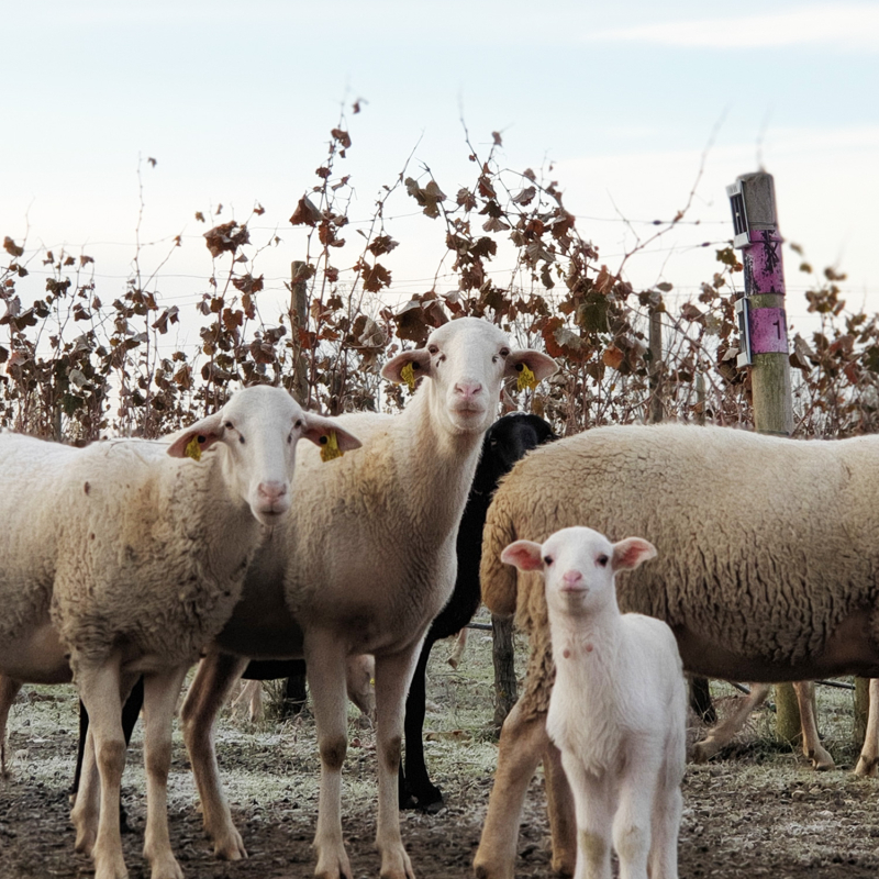 Lagravera perlenwinzer schafe