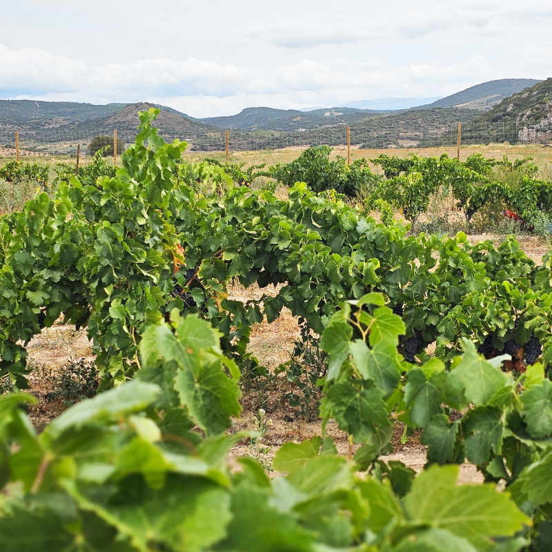 Lagravera perlenwinzer weingut