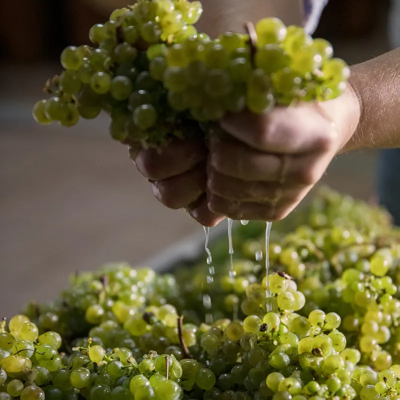 weinhof waldschuetz trauben